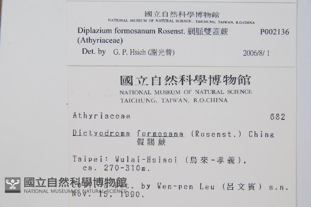 網脈雙蓋蕨藏品圖，第2張