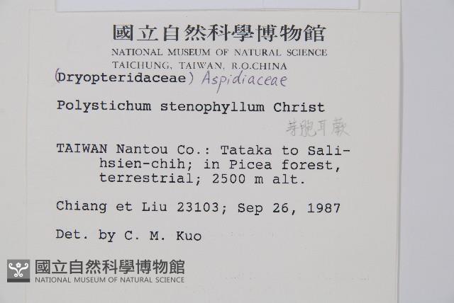 芽胞耳蕨、芽孢耳蕨藏品圖，第2張