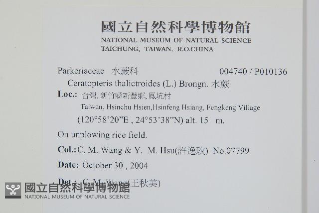 水蕨藏品圖，第2張