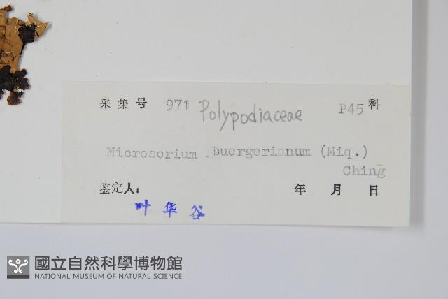 波氏星蕨藏品圖，第2張