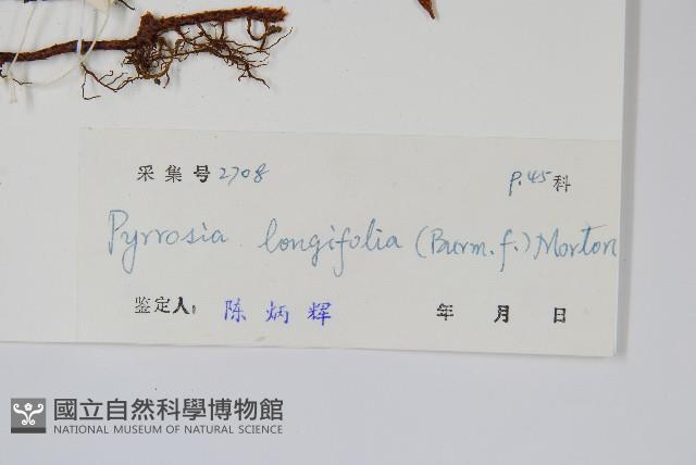 南洋石葦藏品圖，第2張