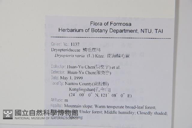南海鱗毛蕨藏品圖，第2張