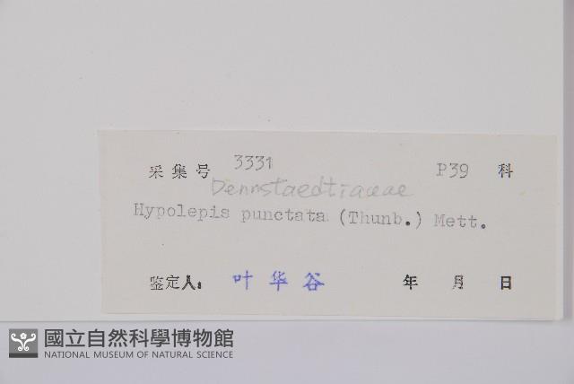 姬蕨藏品圖，第2張