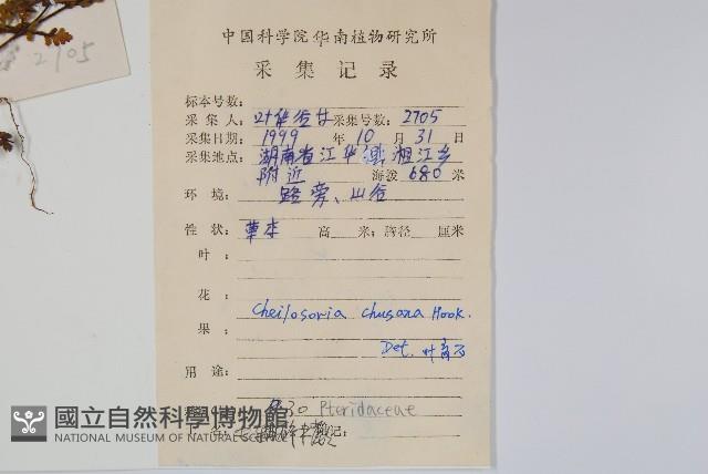 毛軸碎米蕨藏品圖，第2張