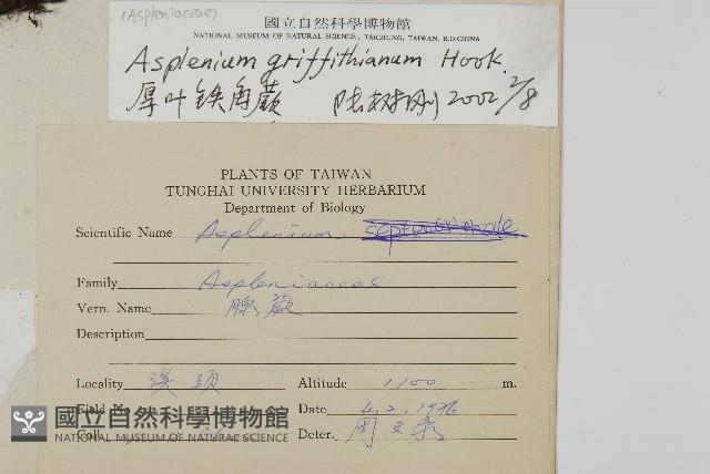 叢葉鐵角蕨藏品圖，第1張