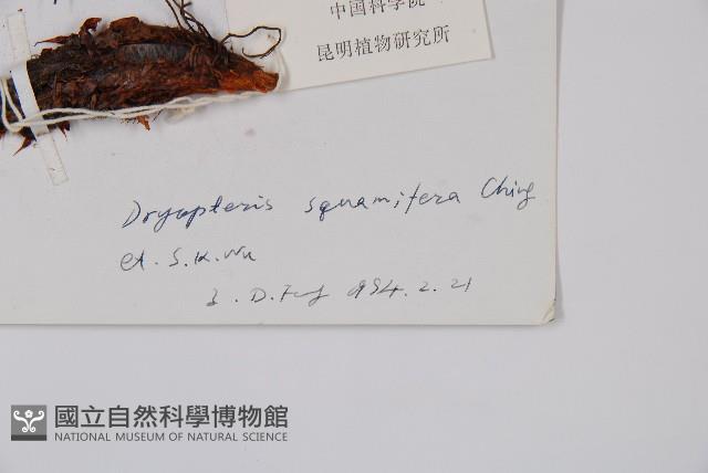 褐鱗鱗毛蕨藏品圖，第2張