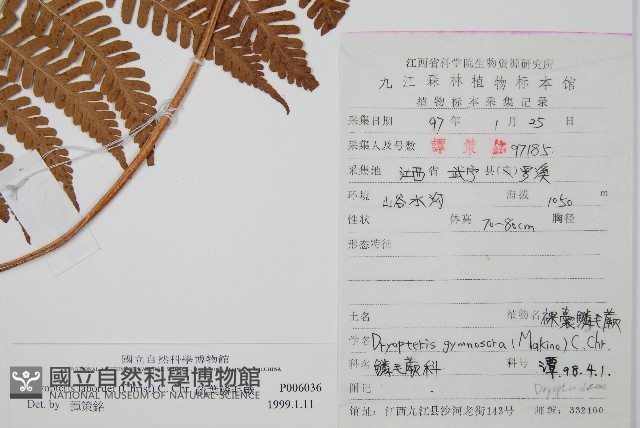 疏葉鱗毛蕨藏品圖，第2張