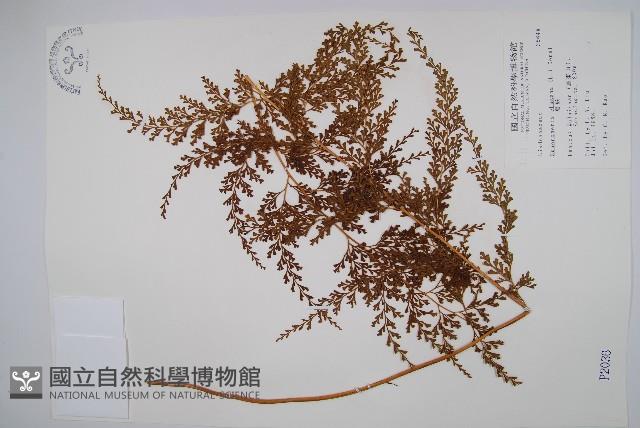 烏蕨藏品圖，第1張