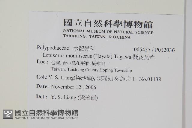 骨牌蕨藏品圖，第2張