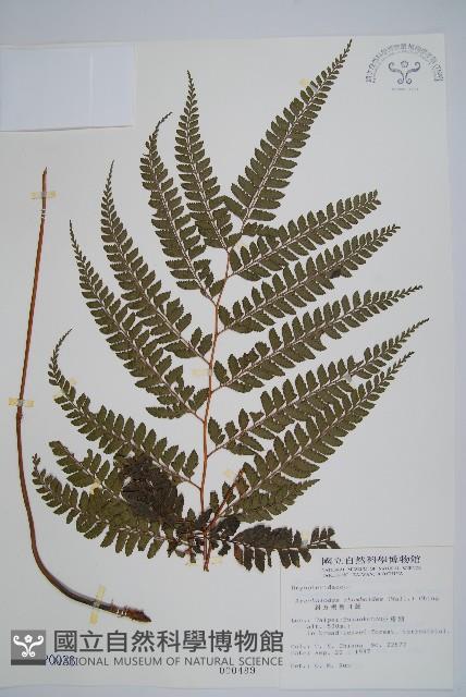 斜方複葉耳蕨藏品圖，第1張