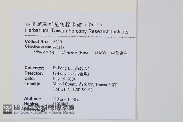 中華裡白藏品圖，第2張