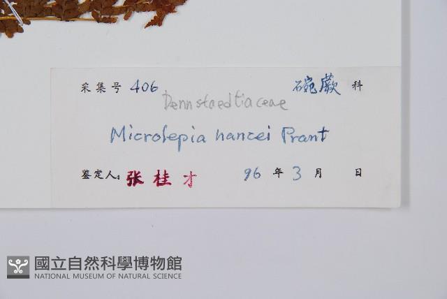 華南鱗蓋蕨藏品圖，第2張