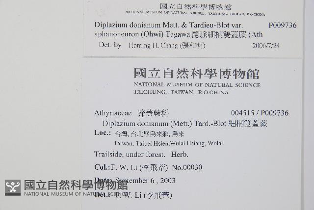 隱脈細柄雙蓋蕨藏品圖，第2張