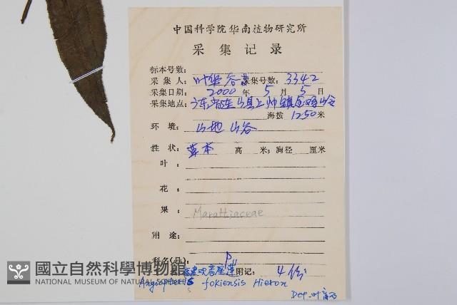 福建蓮座蕨藏品圖，第2張