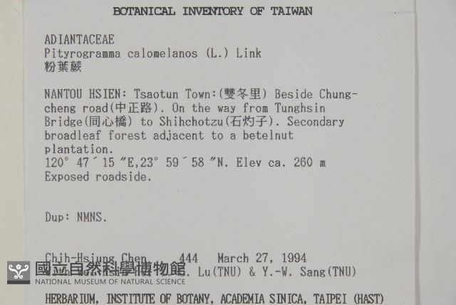 粉葉蕨藏品圖，第2張