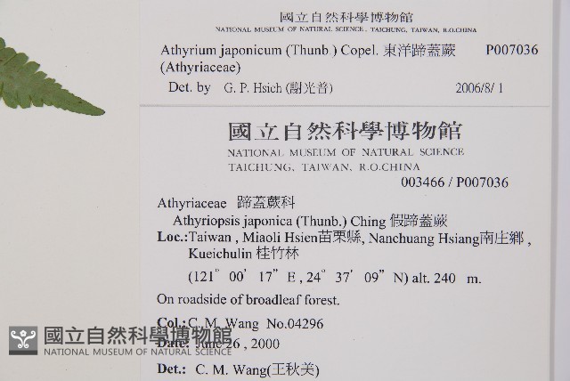 東洋蹄蓋蕨藏品圖，第2張
