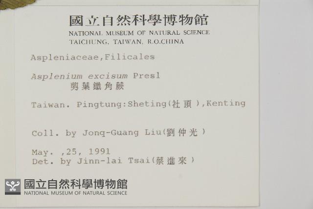 剪葉鐵角蕨藏品圖，第1張