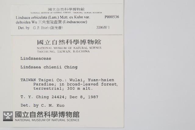 三角葉陵齒蕨藏品圖，第2張