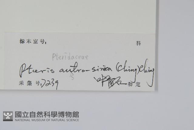 華南鳳尾蕨藏品圖，第2張