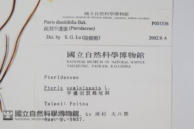 疏羽半邊旗藏品圖，第2張