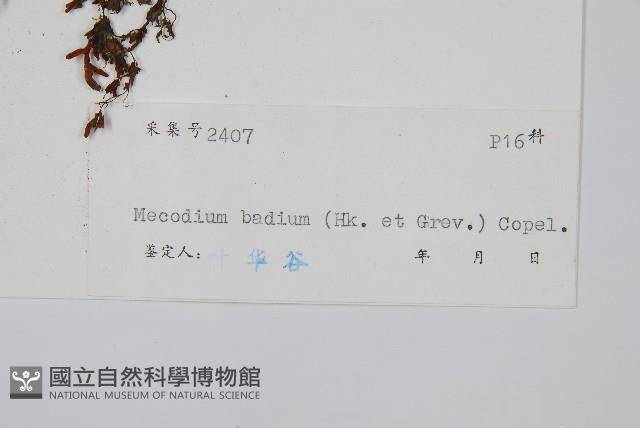 蕗蕨藏品圖，第2張