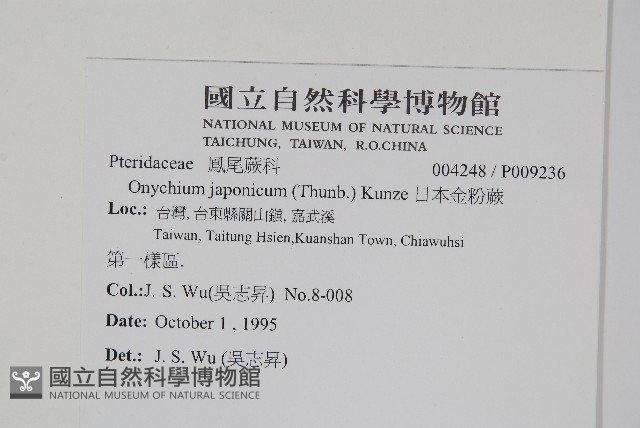 日本金粉蕨藏品圖，第2張