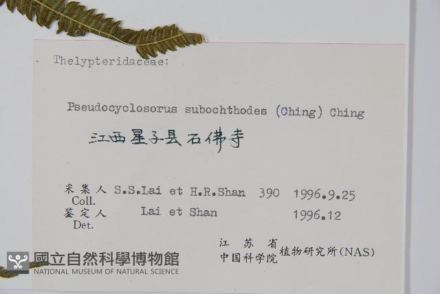 普通假毛蕨藏品圖，第2張