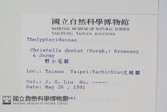 野小毛蕨藏品圖，第2張