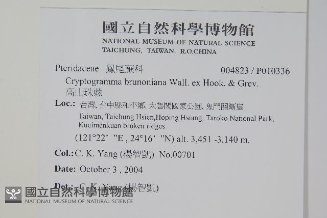 高山珠蕨藏品圖，第2張