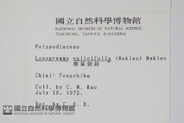 柳葉劍蕨藏品圖，第2張