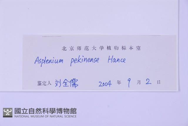 北京鐵角蕨藏品圖，第2張