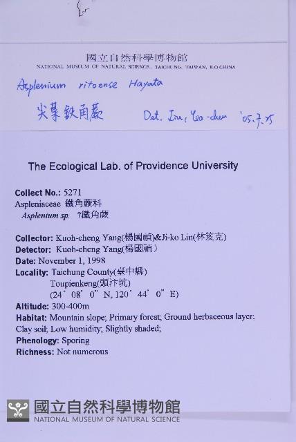 尖葉鐵角蕨藏品圖，第2張