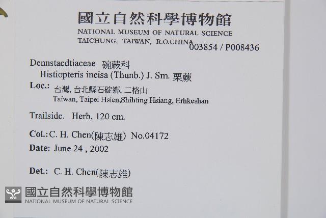 栗蕨藏品圖，第2張