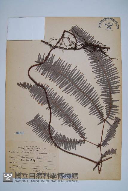 芒萁藏品圖，第1張