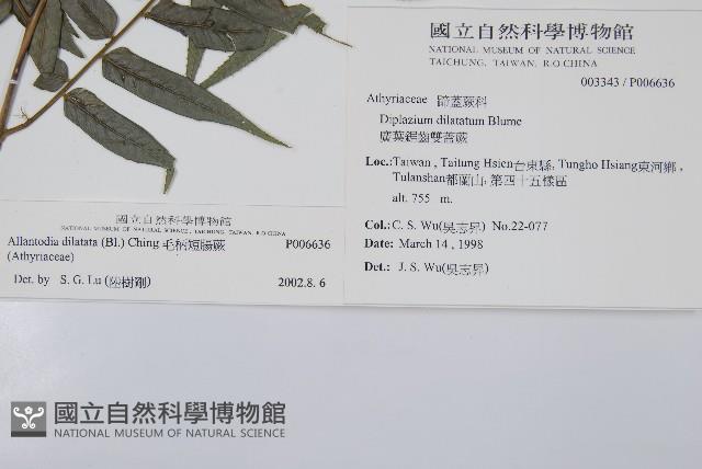 毛柄短腸蕨藏品圖，第2張