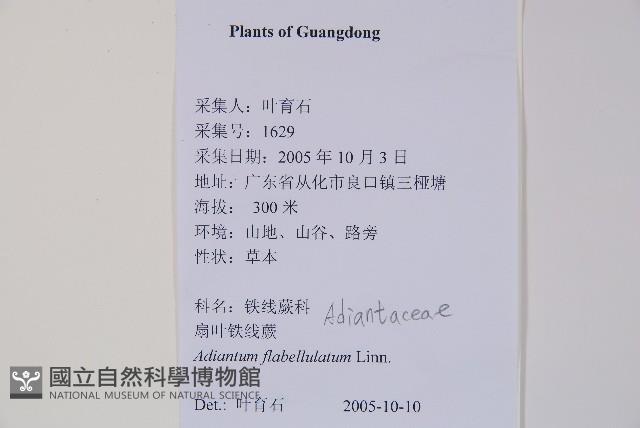 扇葉鐵線蕨藏品圖，第2張