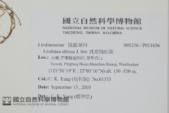 鈍齒鱗始蕨藏品圖，第2張