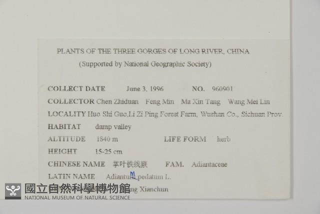 掌葉鐵線蕨藏品圖，第2張