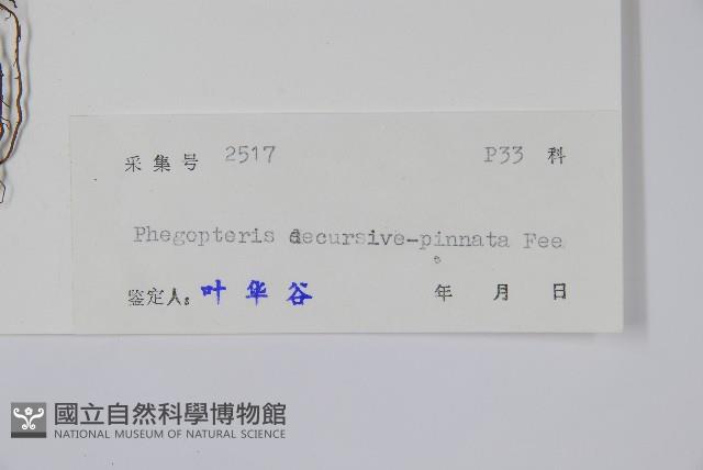 翅軸假金星蕨、短柄卵果蕨藏品圖，第2張