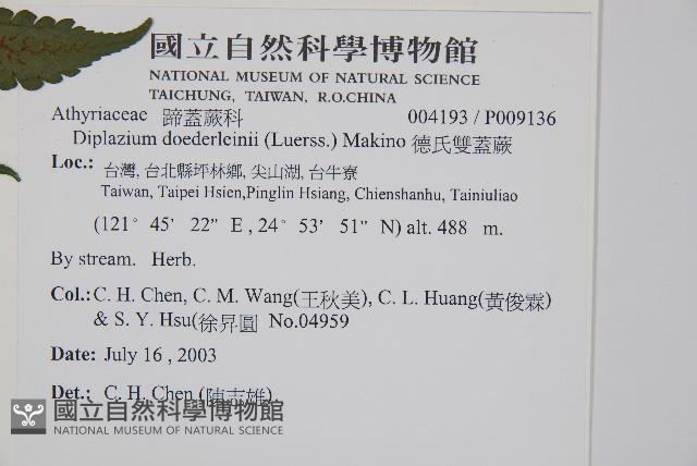 德氏雙蓋蕨藏品圖，第2張