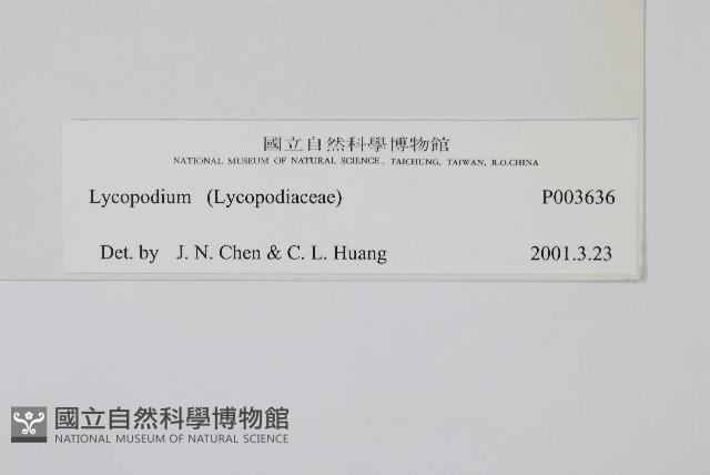 杉葉蔓石松藏品圖，第2張