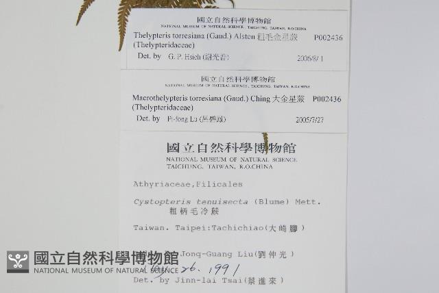 粗毛金星蕨藏品圖，第2張