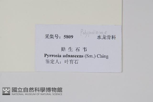 抱樹石葦藏品圖，第2張