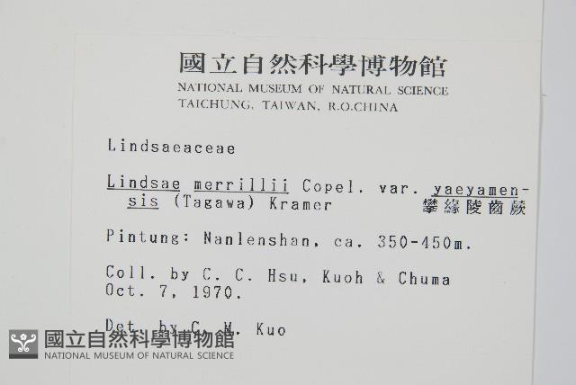 攀緣陵齒蕨、攀緣鱗始蕨藏品圖，第2張
