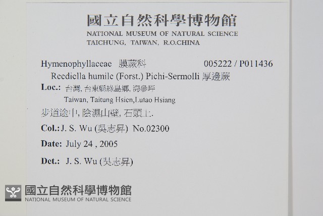 厚邊蕨藏品圖，第2張