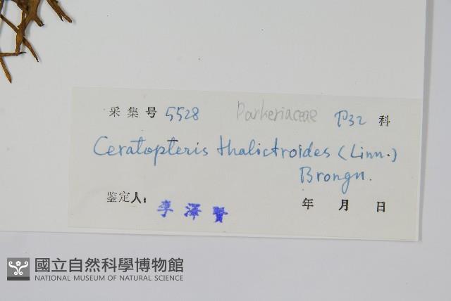 水蕨藏品圖，第2張