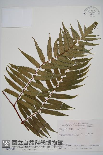 Luchu Tree-fern Collection Image, Figure 1, Total 5 Figures