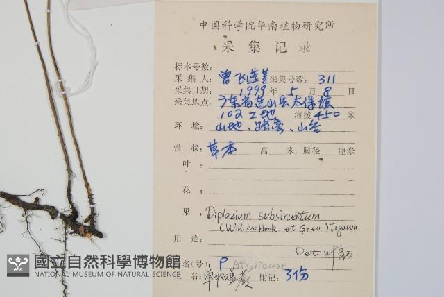 單葉雙蓋蕨藏品圖，第2張