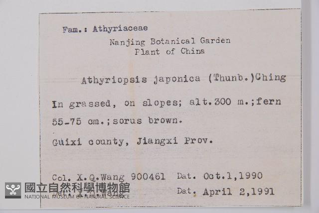 假蹄蓋蕨藏品圖，第5張