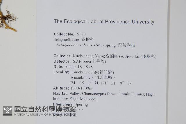 密葉卷柏藏品圖，第2張